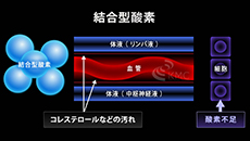 結合型酸素のイメージ図