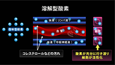 溶解型酸素のイメージ図